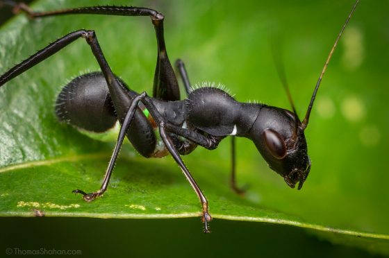Meraviglie dell’evoluzione: La cavalletta formica