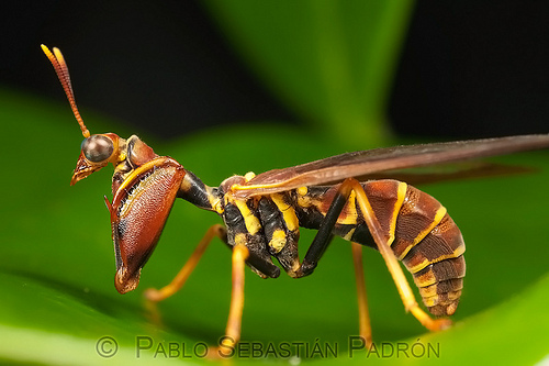 Mantispidae - © Pablo Sebastian Padron