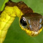 Meraviglie dell’evoluzione: Il bruco serpente