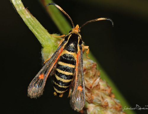 Meraviglie dell’evoluzione: Le falene vespa – Video