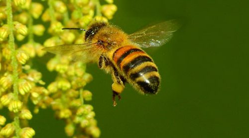 Pesticidi nel miele di tutto il mondo