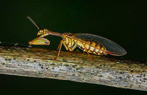 Meraviglie dell’evoluzione: La mantide vespa – Video