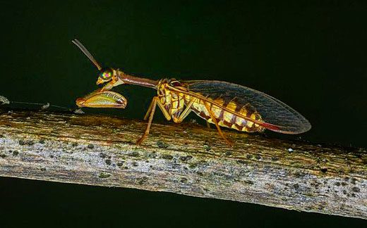 Meraviglie dell’evoluzione: La mantide vespa – Video