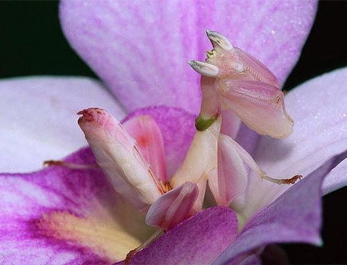 Meraviglie dell’evoluzione: La mantide orchidea – Video
