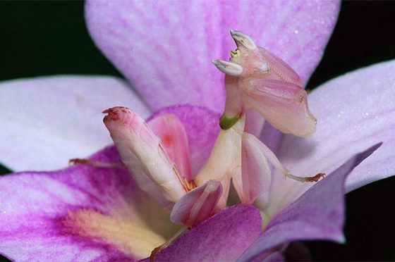 Meraviglie dell’evoluzione: La mantide orchidea – Video