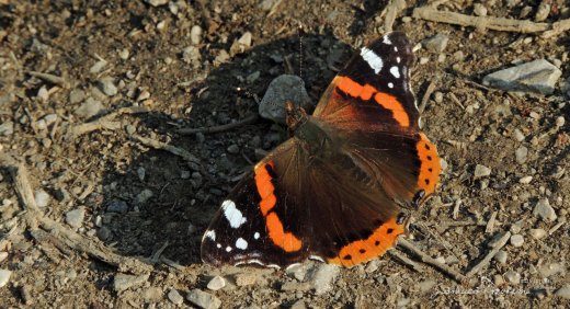 Le farfalle del basso Tagliamento