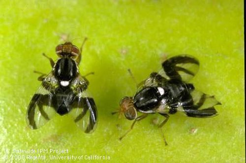 Meraviglie dell’evoluzione: il moscerino con le formiche-ragno sulle ali