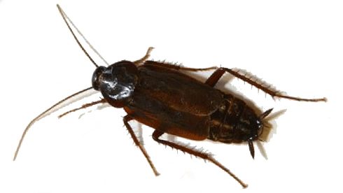 Lo  scarafaggio premonitore