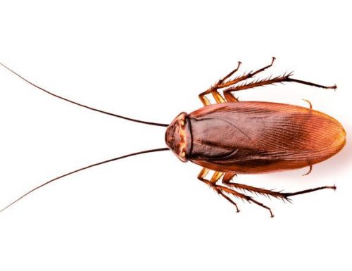 Ancora sugli scarafaggi – curiosità