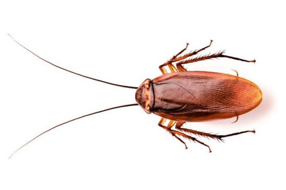 Ancora sugli scarafaggi – curiosità