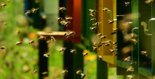 L’Unione Europea vieterà i pesticidi che danneggiano le api?