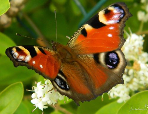 Valutazione della potenziale esposizione delle farfalle al polline di mais geneticamente modificato nelle aree protette in Italia