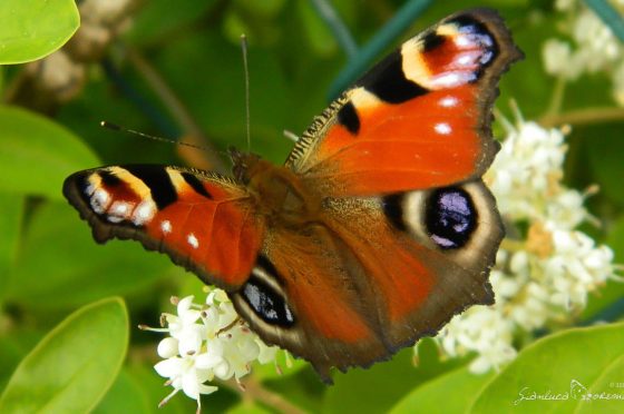 Valutazione della potenziale esposizione delle farfalle al polline di mais geneticamente modificato nelle aree protette in Italia