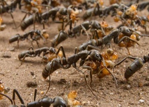I paramedici delle formiche africane
