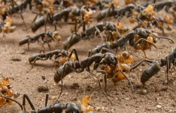 I paramedici delle formiche africane