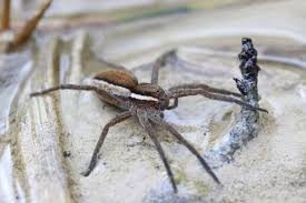 400 ragni Zattera  reintrodotti negli stagni della Gran Bretagna – VIDEO