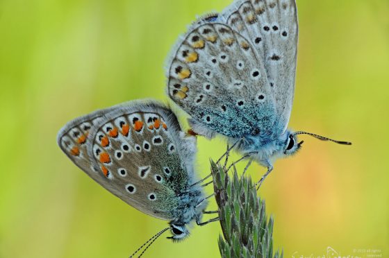 Gli effetti degli insetticidi sulle farfalle – Una revisione