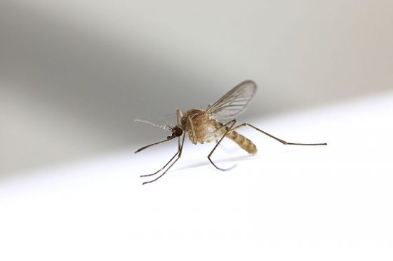 La zanzara Culex  e la febbre del West Nile
