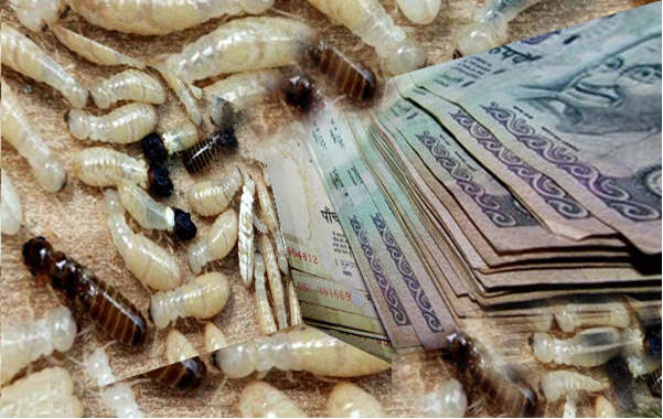 Gli insetti che mangiavano i soldi
