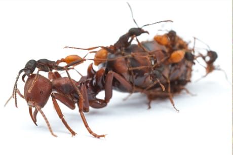 La casta nelle formiche originata da un gene.
