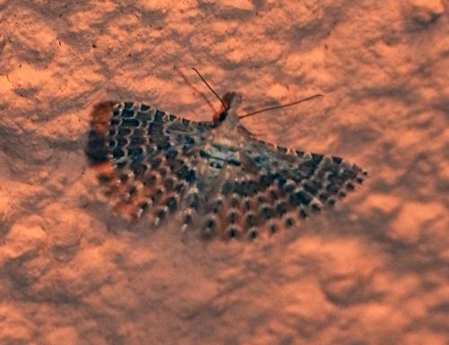Un Lepidottero al giorno – Alucitidae – Alucita cfr. grammodactyla