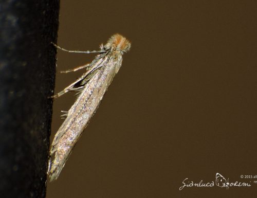 Un Lepidottero al giorno – Bedelliidae – Bedellia somnulentella