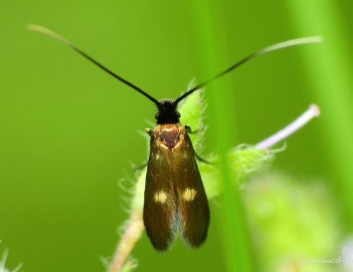 Un Lepidottero al giorno – Adelidae – Cauchas fibulella 
