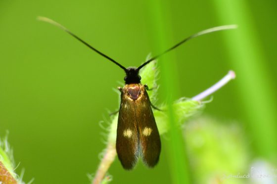 Un Lepidottero al giorno – Adelidae – Cauchas fibulella 