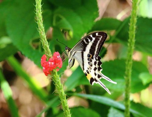 Papilio natewa, una nuova farfalla dalle isole Fiji
