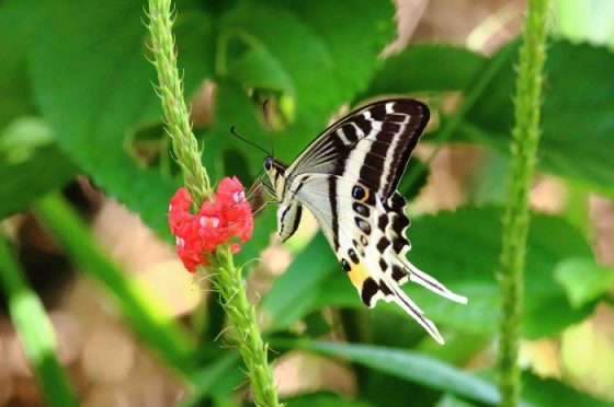 Papilio natewa, una nuova farfalla dalle isole Fiji