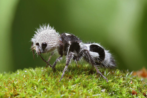 Meraviglie dell’evoluzione: La formica panda