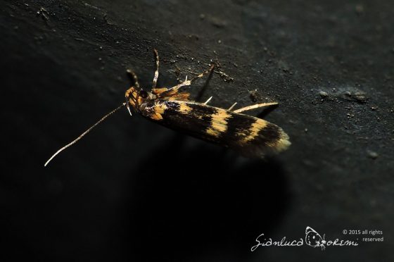 Un Lepidottero al giorno – Autostichidae – Oegoconia  uralskella