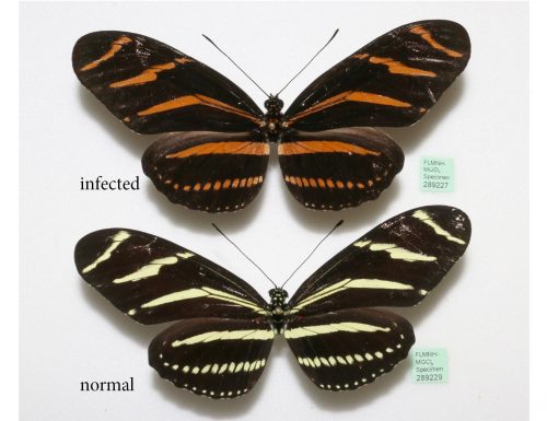 Un infezione influenza il colore delle farfalle