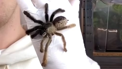 Ginadrorfismo di un ragno - immagine tratta dal video