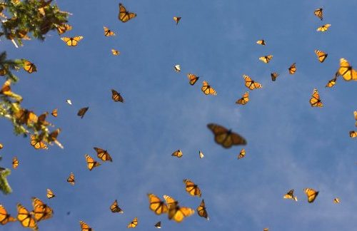 Farfalla Monarca, in ritardo e forte diminuzione