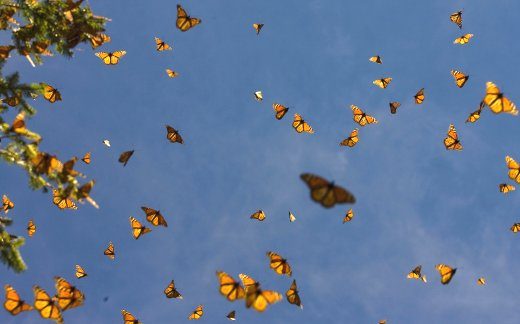 Farfalla Monarca, in ritardo e forte diminuzione