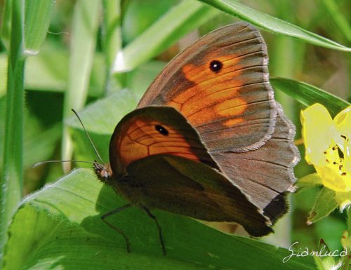 Ciò che prolunga la vita di una farfalla