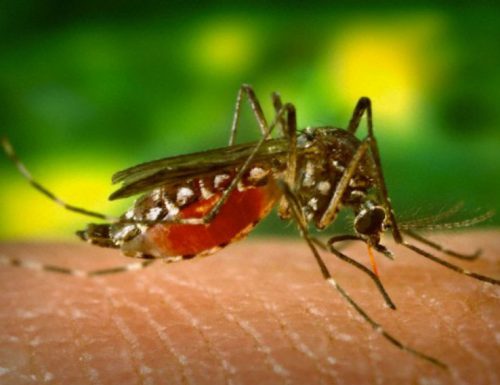 Rilasciate zanzare transgeniche dell’Aedes aegypti