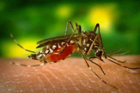Rilasciate zanzare transgeniche dell’Aedes aegypti