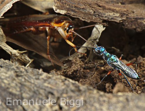 Le vespe che tramutano gli scarafaggi in zombie: Ampulex compressa – Video