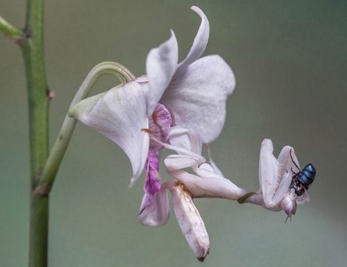 Meraviglie dell’evoluzione – La mantide orchidea – Buon compleanno Blog