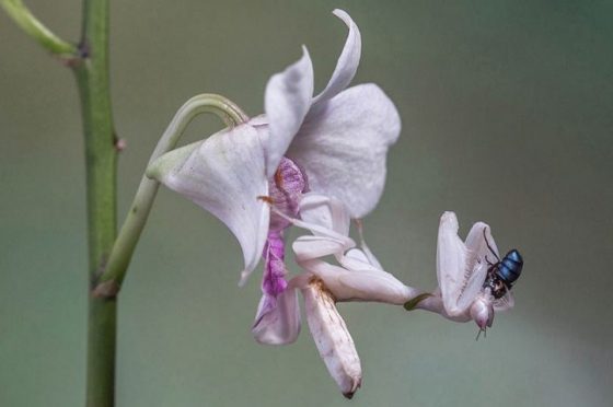 Meraviglie dell’evoluzione – La mantide orchidea – Buon compleanno Blog