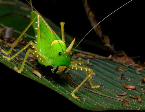 Gli insetti della foresta pluviale sentono come gli esseri umani