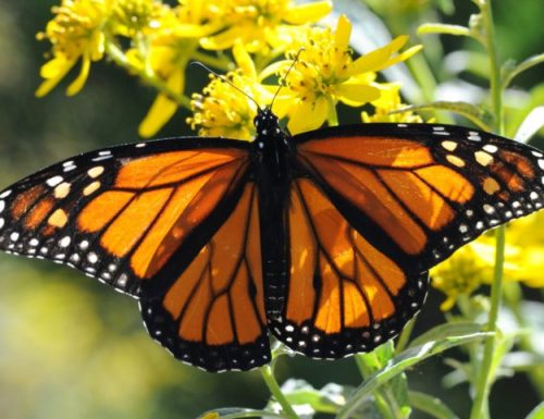 Il declino della farfalla monarca ed il clima