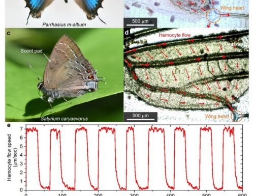 Adattamenti fisici per prevenire il surriscaldamento delle ali (Lepidoptera)