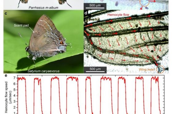 Adattamenti fisici per prevenire il surriscaldamento delle ali (Lepidoptera)