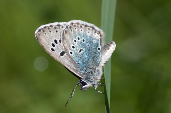 Come le larve di farfalla modulano la “voce” per farsi accudire