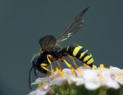 Entomoterapia, o l’uso medicinale degli insetti – un aggiornamento