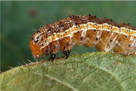 Come cambia la saliva secreta in due insetti polifagi (Lepidoptera) e il suo effetto sulle risposte di difesa delle piante