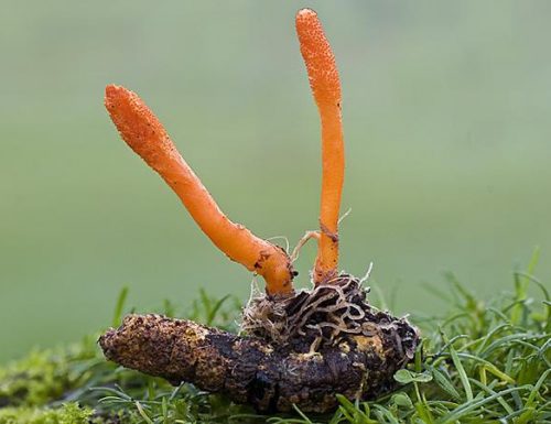 Un fungo come controllo biologico per la processionaria del pino. (Video)